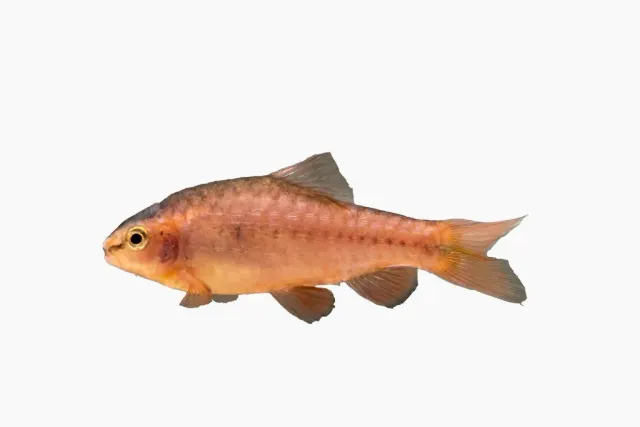 Näsets Ciklidhobby Barbus titteya long fin barb 3–3,5 cm