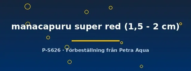 Näsets Ciklidhobby Scalare manacapuru super red 1,5 cm
