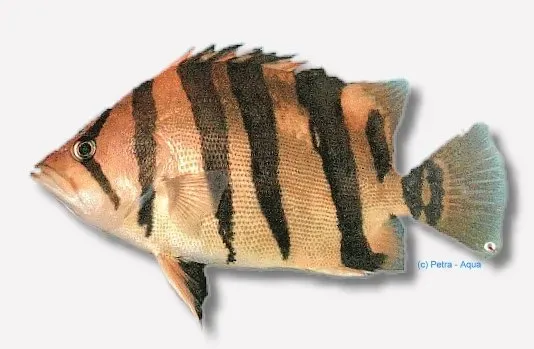 Petra-Aqua Datnioides qadrifasciatus rovfisk 4-5 cm