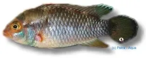 Näsets Ciklidhobby Apistogramma nijsseni XL dvärgciklid