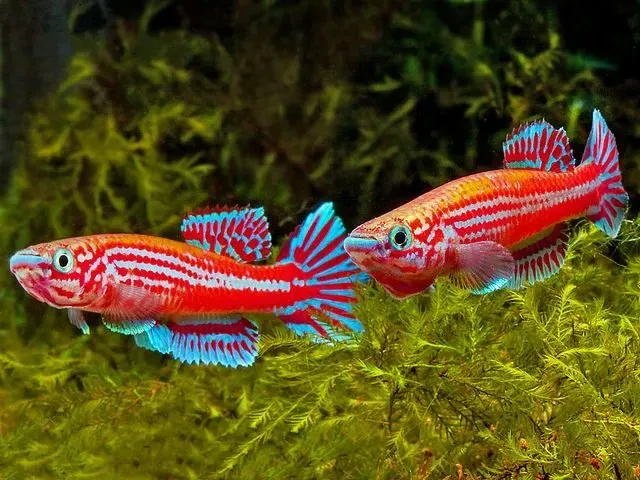Näsets Ciklidhobby Epiplatys Dageti killifisk par pH 5,0–7,0