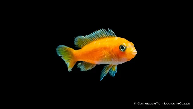 Garnelen TV Melanochromis johannii kobolt-orange ciklid 5 cm