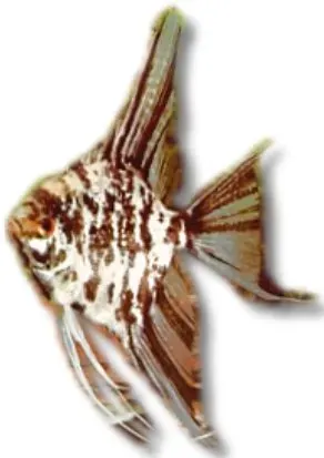 Näsets Ciklidhobby Marble Angelfish skalarfisk 3–3,5 cm marmor