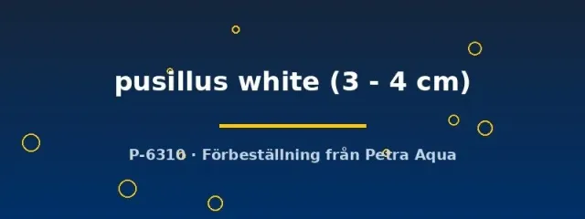 Dermogenys pusillus white halvnäbb 3–4 cm ytfisk
