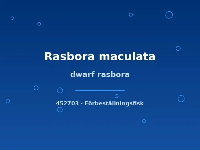 Dwarf Rasbora Maculata stimfisk md–lg nanofisk