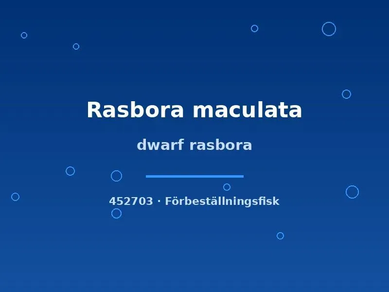 Dwarf Rasbora Maculata stimfisk md–lg nanofisk