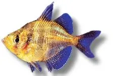 Näsets Ciklidhobby Indisk glasfisk 2 cm akvariefisk