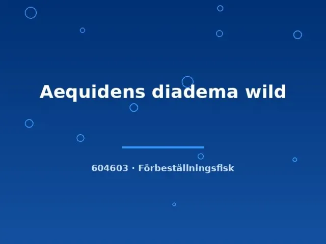 Näsets Ciklidhobby Aequidens diadema wild 5-7 cm ciklid