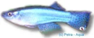 Näsets Ciklidhobby Procatopus gracilis powder-blue killifisk 3,5–4 cm