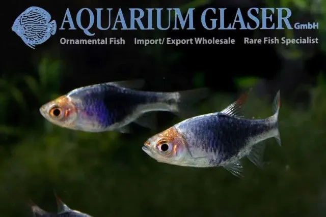 Kilfläcksrasbora Svart akvariefisk 2 cm stim
