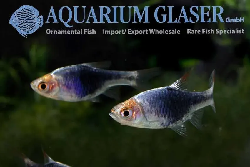 Kilfläcksrasbora Svart akvariefisk 2 cm stim