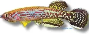 Näsets Ciklidhobby Aphyosemion marmoratum killifisk 3-4 cm