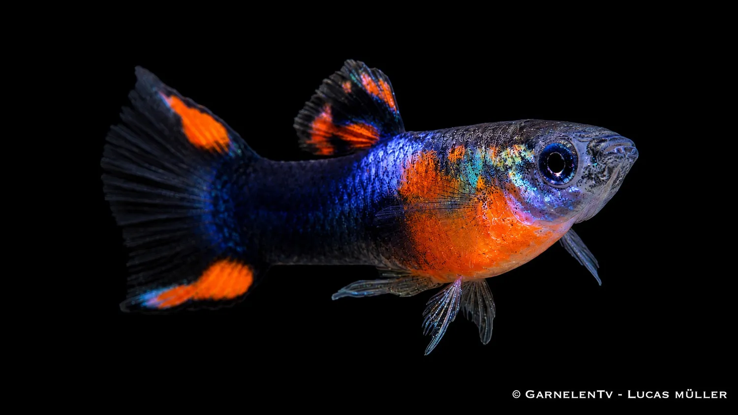 Garnelen TV Endlers guppy red chest black flame hane akvariefisk