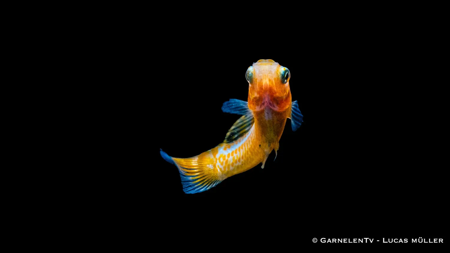 Garnelen TV segelmolly guld Poecilia velifera akvariefisk