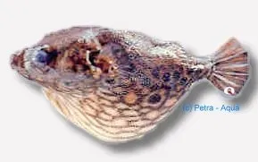 Näsets Ciklidhobby Tetraodon palembangensis 4 cm akvariefisk rovfisk