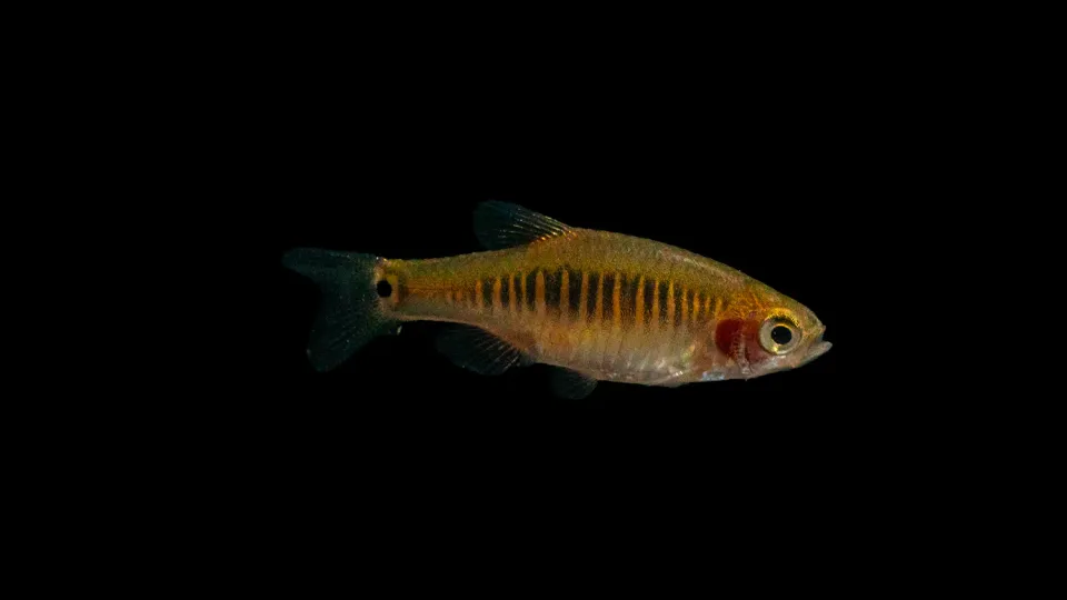 Garnelen TV Celestichtys erythromicron dvärgrasbora