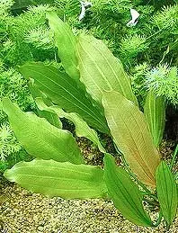 Näsets Ciklidhobby Echinodorus Rose akvarieväxt kruka rödbladig
