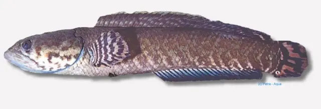Channa bleheri ormhuvudfisk 7–9 cm akvariefisk