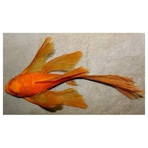 Näsets Ciklidhobby Super Red Ancistrus mal röd långfenad
