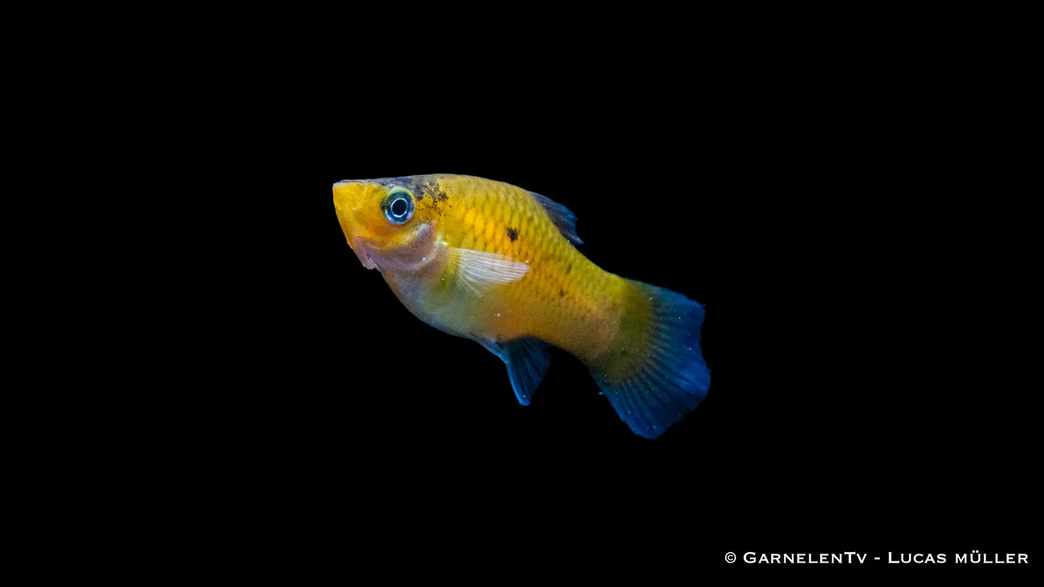 Garnelen TV Hummel Xiphophorus maculatus platy fläckig