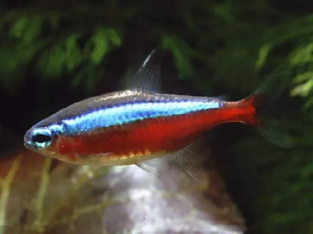 Näsets Ciklidhobby Kardinaltetra akvariefisk 3–3,5 cm stim