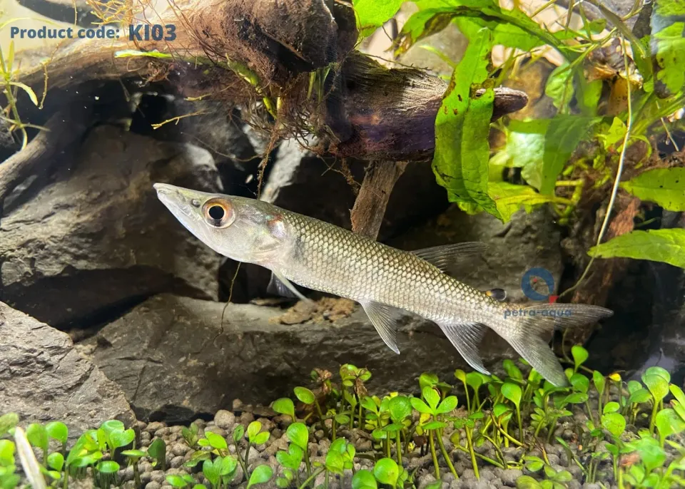 Näsets Ciklidhobby Hepsetus odoe akvariefisk 10–15 cm rov