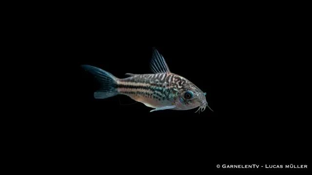 Garnelen TV Nanus pansarmal Corydoras nanus