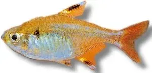 Näsets Ciklidhobby Albino Pristella tetra 2,5–3 cm guld