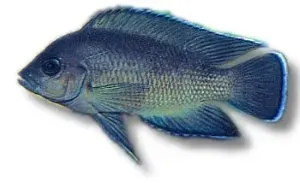 Näsets Ciklidhobby Lamprologus moorii ciklid 4–5 cm Tanganyika