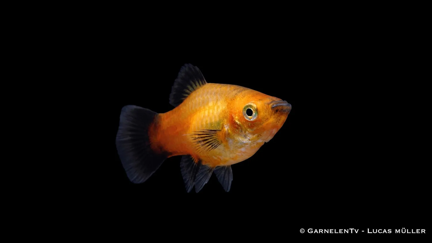 Garnelen TV Platy Gold Wagtail Xiphophorus 5-7 cm