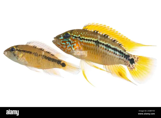 Näsets Ciklidhobby Apistogramma alacrina dvärgciklid 5-5,5 cm