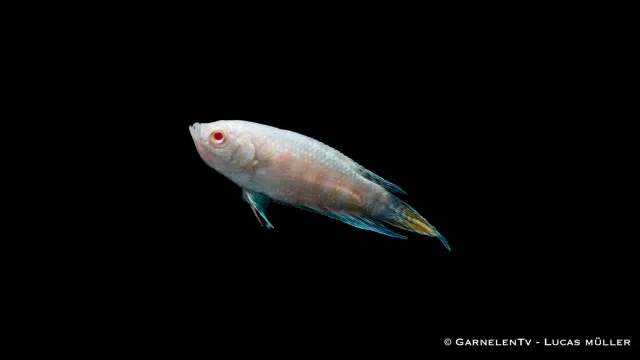 Garnelen TV albino makropod paradisfisk 80 liter
