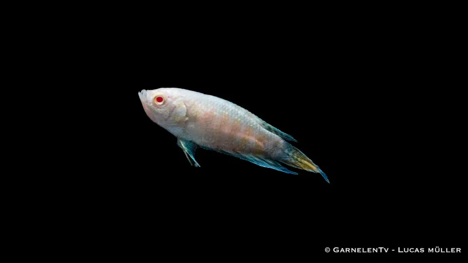 Garnelen TV albino makropod paradisfisk 80 liter