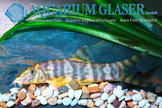 Näsets Ciklidhobby Botia Udomritthiruji botia 2-3 cm flockfisk