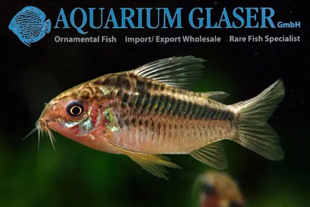 Näsets Ciklidhobby Corydoras elegans PERU pansarmal lg