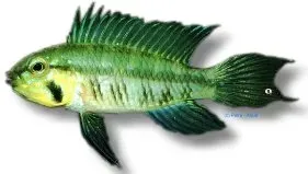 Näsets Ciklidhobby Apistogramma gibbiceps dvärgciklid 3-4 cm