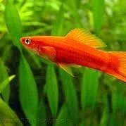 Näsets Ciklidhobby Xiphophorus hellerii röd svärdbärare akvariefisk