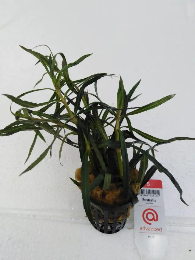 Näsets Ciklidhobby Eustralis stellata akvarieväxt Advanced 5