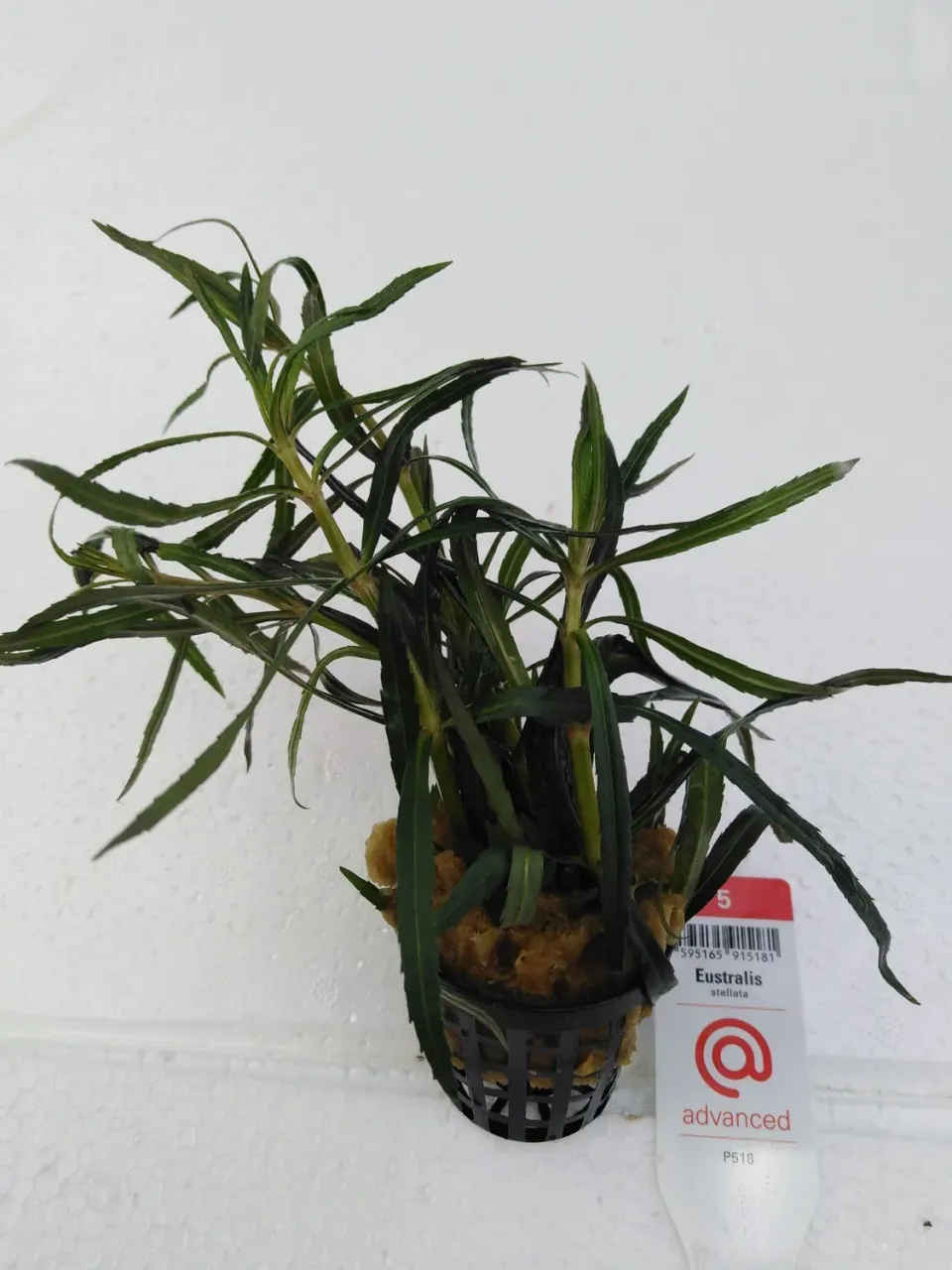 Näsets Ciklidhobby Eustralis stellata akvarieväxt Advanced 5