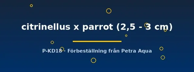 Näsets Amphilophus citrinellus akvariefisk 2,5–3 cm parrot