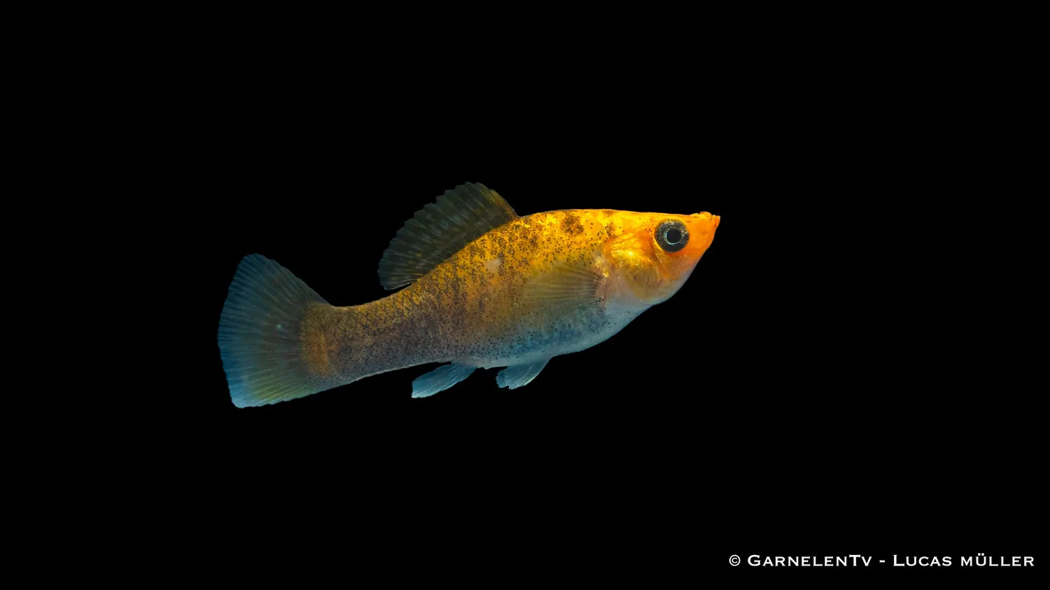 Garnelen TV Molly Koppar akvariefisk Poecilia sphenops