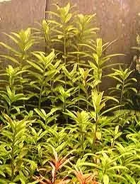 Näsets Nesaea crassicaulis akvarieväxt kruka röd stjälkväxt