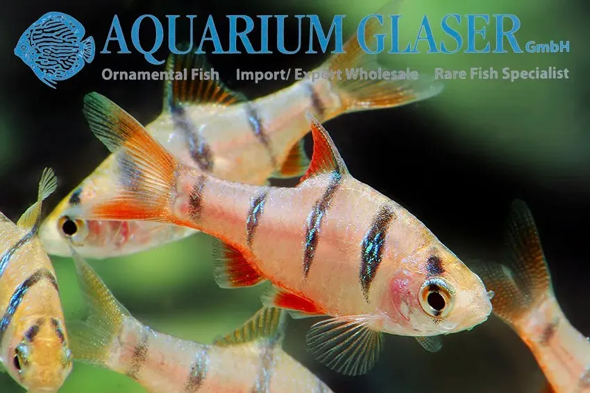 Fembandsbarb pentazona stimfisk 2 cm