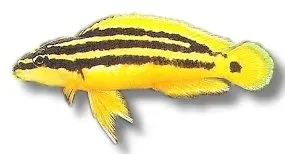 Näsets Ciklidhobby Ornate Julie Yellow akvariefisk 4,5–5,5 cm gul
