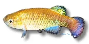 Näsets Transilis killifisk 5-6 cm Venezuela