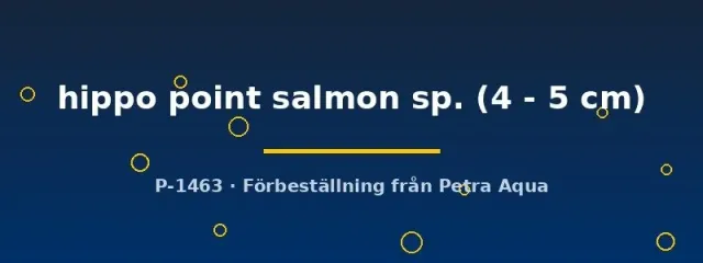 Näsets Ciklidhobby Haplochromis Hippo Point Salmon 4-5 cm ciklid