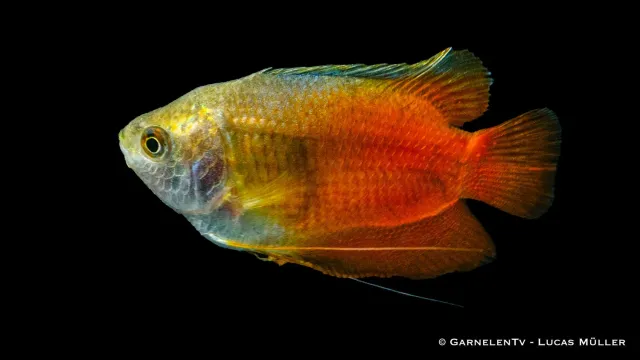 Colisa lalia röd dvärgurami akvariefisk labyrintfisk