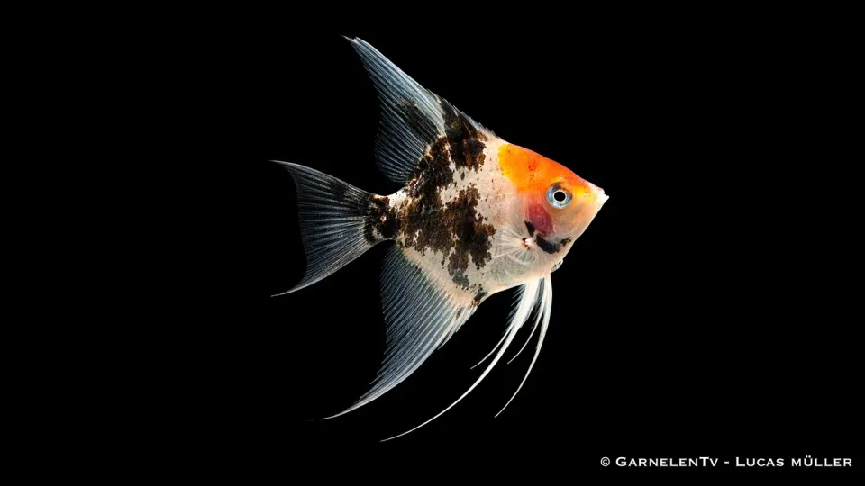 Garnelen TV Skalar Koi Red Pterophyllum scalare ciklid