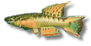 Näsets Ciklidhobby Red Aphyosemion akvariefisk 3–4 cm