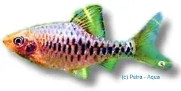 Näsets Chequer Barb gold stimfisk 3,5–4 cm guld